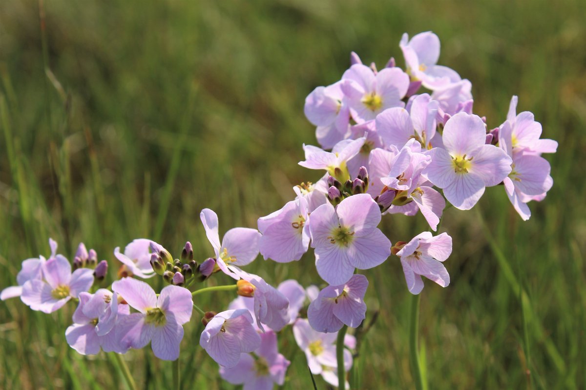 Looking forward to seeing some of these beautiful and delicate wildflowers over the coming months. #ladyssmock #orkney #wildflowers