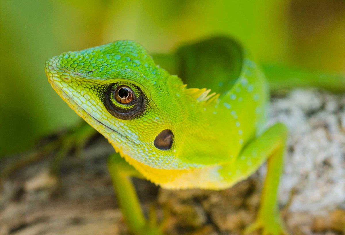 expedbasecamp's tweet photo. Featured Expedition - FXpedition Perhentian Islands 2016 - researching tourism impacts https://t.co/rBiZb91BSt #herpetofauna #Malaysia https://t.co/mZ9nN8JOHU