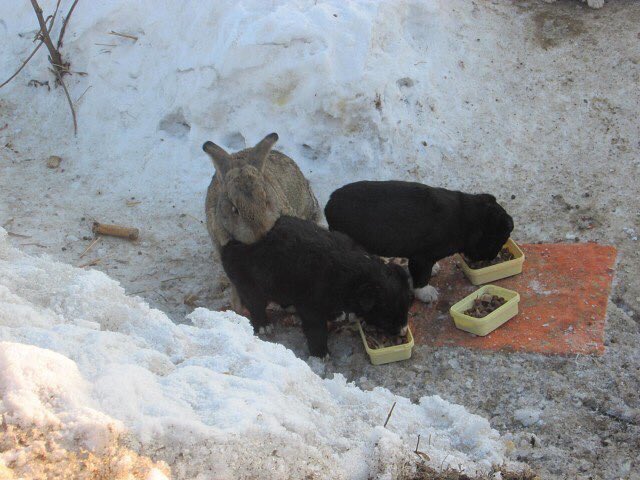 instaroxmie's tweet photo. rabbit rescued the puppies and replaced them with a dead dog. A wonderful story of rescuing newborn puppies was told by a resident of the village of Azovo: "The rabbit did not let cats, licked them, they had such puppies clean. If it were not for him, they would not have survived https://t.co/f79Vfl7mvC