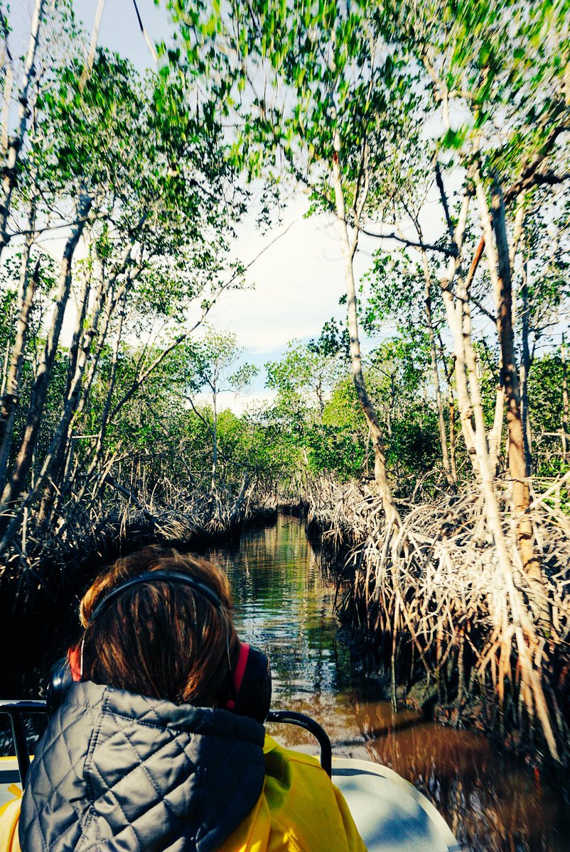 karabonnerEES's tweet photo. I would’ve been outta there if I had known about the thousands of 10ft pythons in the Everglades when I was there in December! #yikes #mangroves #ees028 #everglades https://t.co/ec92mhOH0P