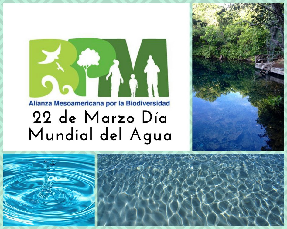 "El agua crea un ecosistema que lleva a la biodiversidad"

#Biodiversidad #Agua #DíaInternacionalDelAgua