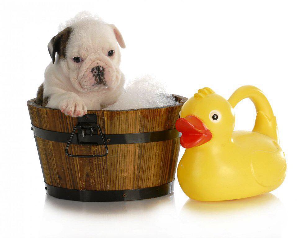 JLHKennels's tweet photo. Scrub a dub dub, thereโs a #pup in the tub! Mention this post before 4/15 and receive a FREE go home #bath! For more information on services - https://t.co/civTlQGRB5 #palmcity #palmcityfl #southflorida #florida #pets #petlove #dogs #cats #kennel #daycare #grooming #socialmedia https://t.co/1H2C8IHWhU