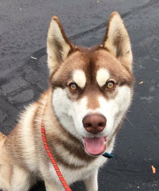 BillericaAC's tweet image. BOLO! Missing from South Street area Billerica. Not wearing tags. Very young. Name is Aries. Please call with sightings 978-671-0909