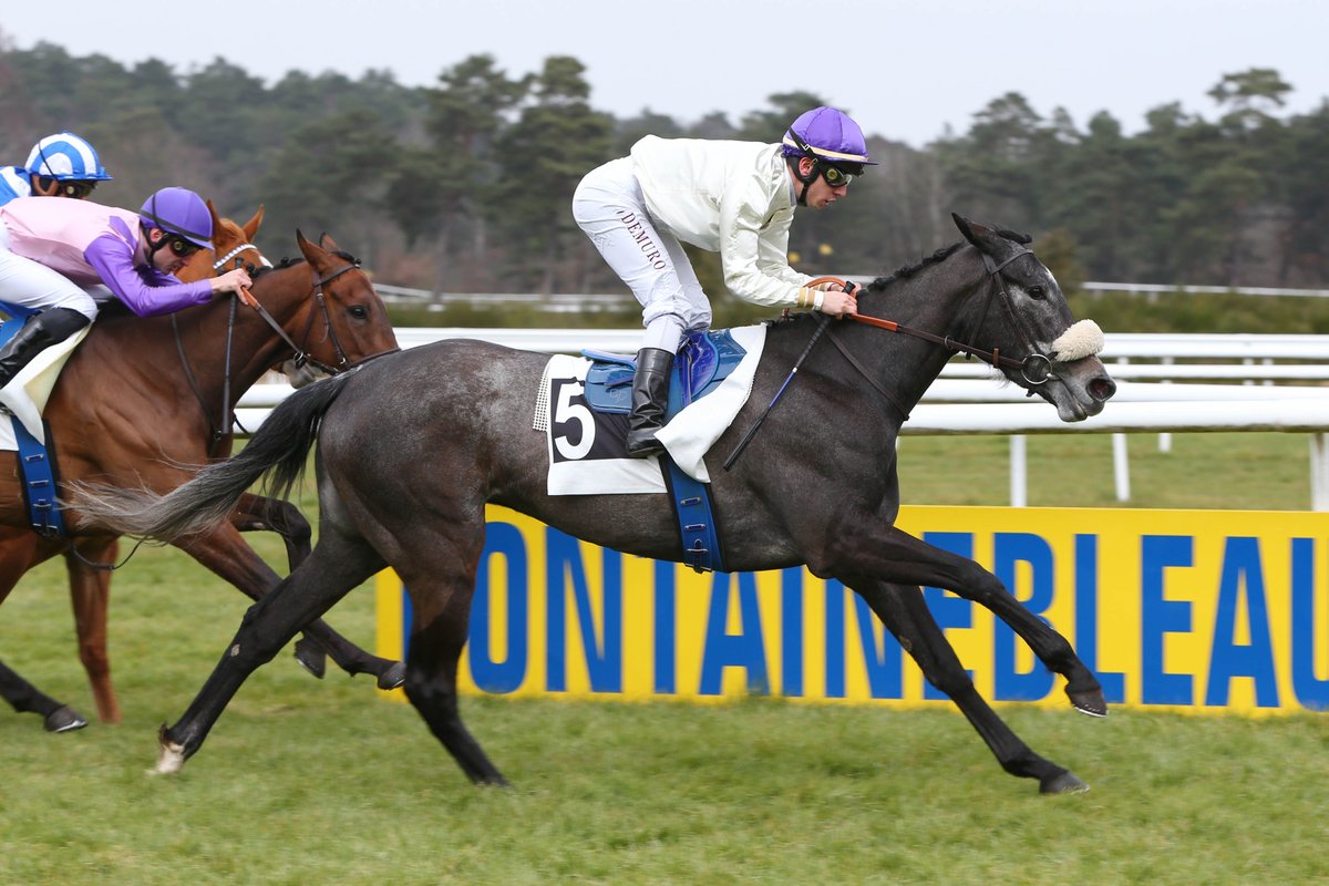 AgaKhanStuds's tweet photo. Today's Classic prep LR Prix La Camargo smart winner Sully by #Siyouni was sold as foal by the Haras d'Haspel for €35,000 to @MABAGENCY1 at the 2015 @InfoArqana Breeding Stock Sale.  #Promising3yo #Sireonfire #Naturalspeed  #Naturallysuccessful https://t.co/lnRKmxKLSZ