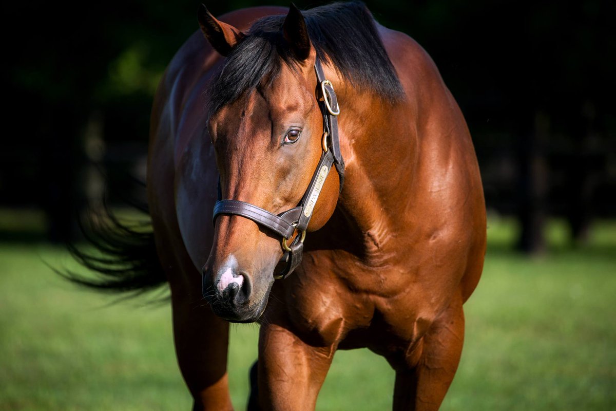 AgaKhanStuds's tweet photo. Today's Classic prep LR Prix La Camargo smart winner Sully by #Siyouni was sold as foal by the Haras d'Haspel for €35,000 to @MABAGENCY1 at the 2015 @InfoArqana Breeding Stock Sale.  #Promising3yo #Sireonfire #Naturalspeed  #Naturallysuccessful https://t.co/lnRKmxKLSZ