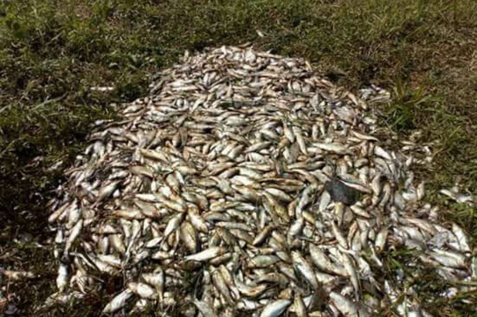En el #DíaMundialDelAgua vivimos una tragedia ambiental en Barrancabermeja. Derramamiento de petróleo ha alcanzado los ríos Magdalena y Sogamoso. No se ha podido controlar la situación, el peligro para todo un ecosistema: fuentes hídricas, fauna y flora son inminentes. #ALERTA