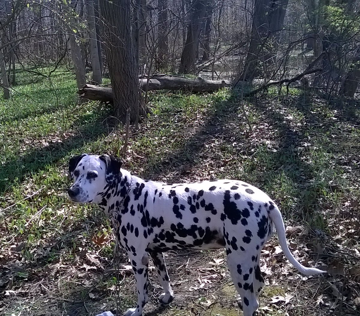 Cybertam99's tweet image. Good Morning Tweeters, I have a special announcement coming soon regarding this beautiful girl, Dali!