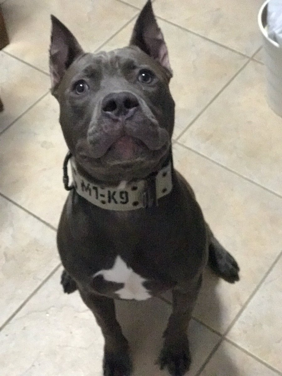 Amber_Lopez97's tweet photo. Our baby is 8 months old😭😍 @rodriguezjw1997 https://t.co/NJGoPprpiY