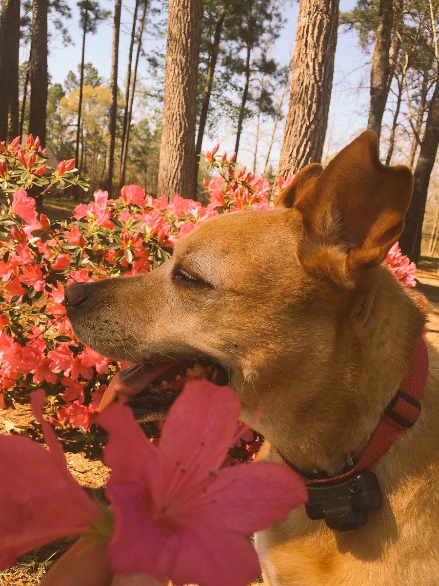 CPudwill's tweet image. hello Spring 🌝💐💗 we are so glad that you are here