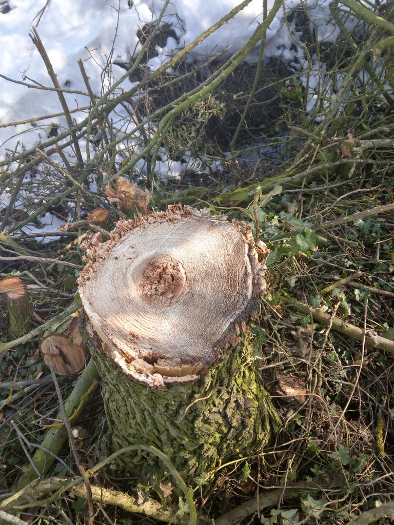 rslengltd's tweet image. More pictures of the @rslengltd 12 inch #treeshear on a #jcb 8080. Designed and made in #Hertfordshire #buybritish