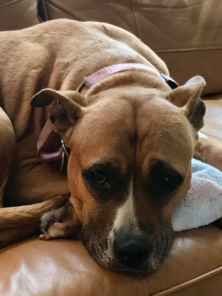 PetGuideUSA's tweet photo. Welcome Lala to #ThePetGuide
She got out of the yard today & showed up at front door looking guilty. After a discussion of the risks to her being on the streets alone, she gave her Dad @GillonSteven this guilty look.
Get featured: https://t.co/BvJiH6lQ6X
#dogs #dogslife #pets https://t.co/dmf7IYR58n
