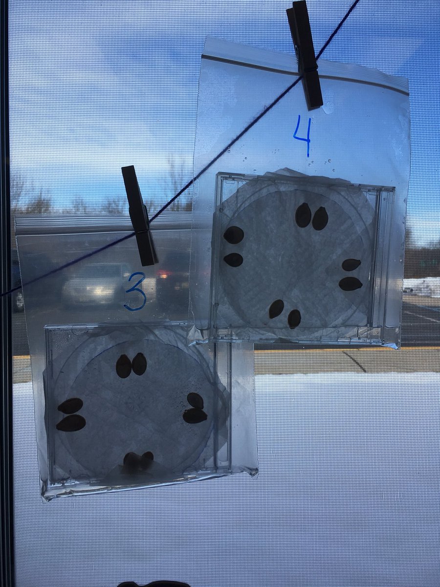 mrskdejesus's tweet image. Using pumpkin seeds to learn about gravitropism! @CPSCEA #mastergardeners #thinkingandlearning #CPSPride