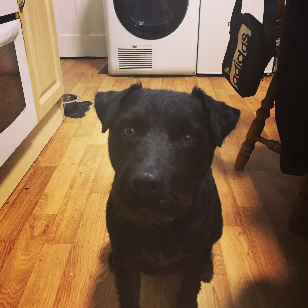 Baxter_Boo_'s tweet image. New haircut