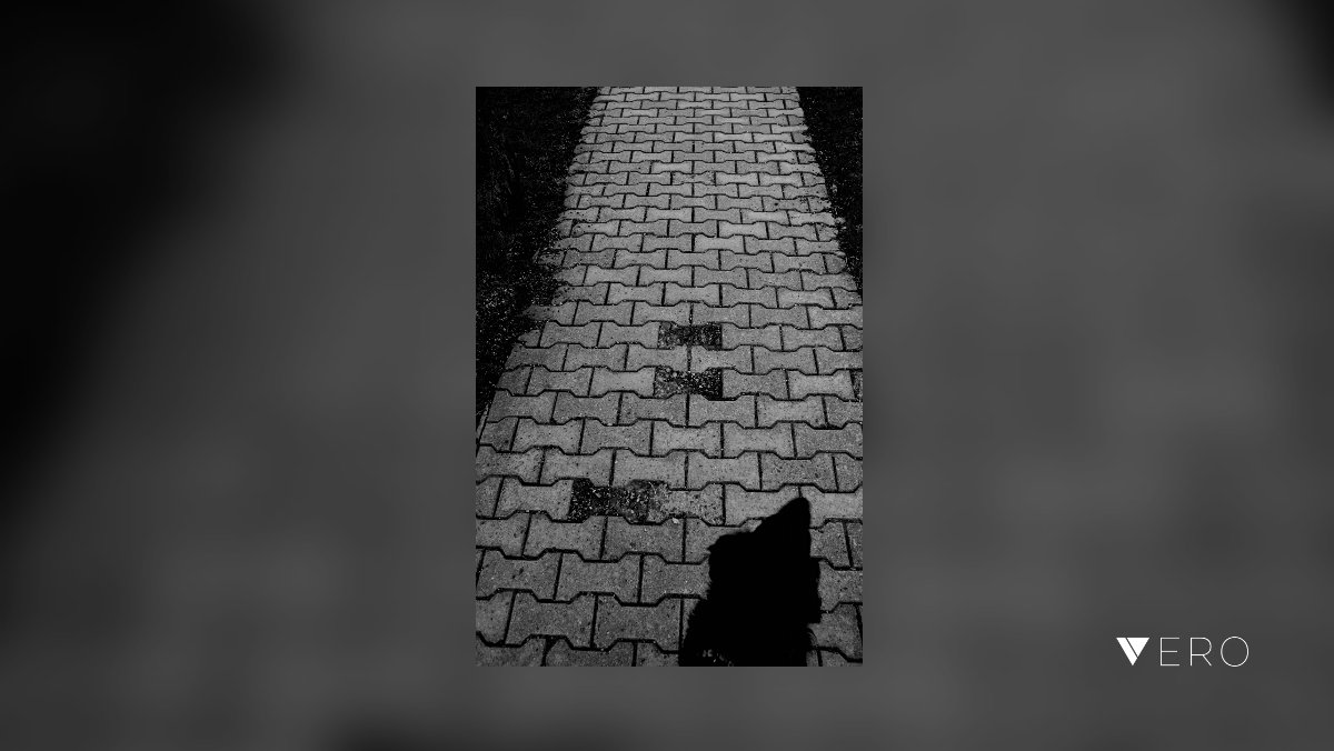 DavidTatarciak's tweet photo. Follow the black... #blackandwhite #monochrome #monochrome_art #bwphoto #walk #eveningwalk #street #finddog #cindy #pentax #I❤️Pentax #veroArt #verofirst @VeroTrueSocial https://t.co/NuosGiV4TG