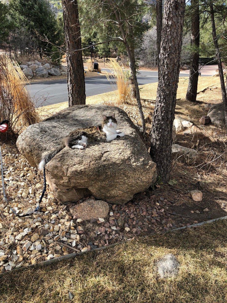 caseyahren4's tweet photo. Not to be a crazy cat lady but it’s her 2nd bday ❤️❤️ https://t.co/A4Yd37fSSX