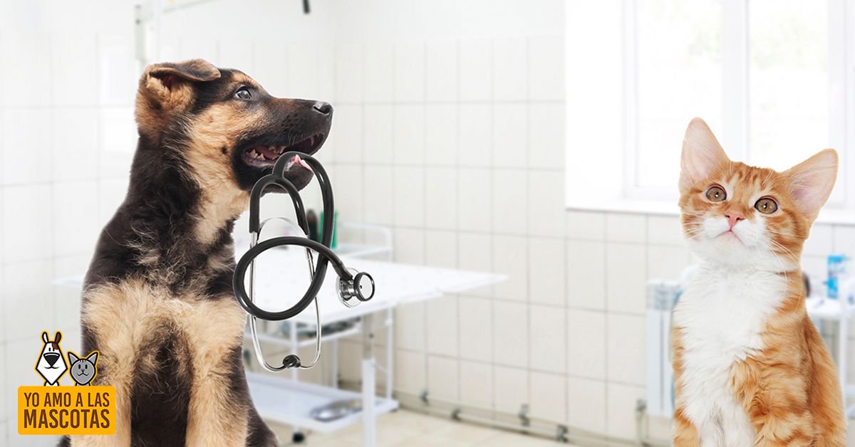 6 #enfermedades raras de las #mascotas que no sabías buff.ly/2DMgXG6