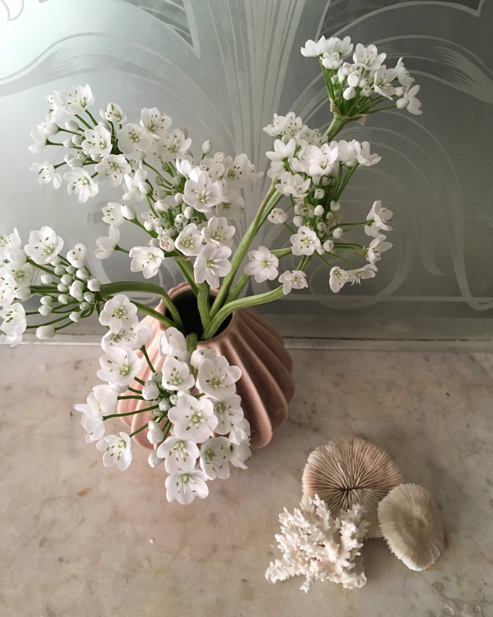 Today's favourites #alliumneapolitanum