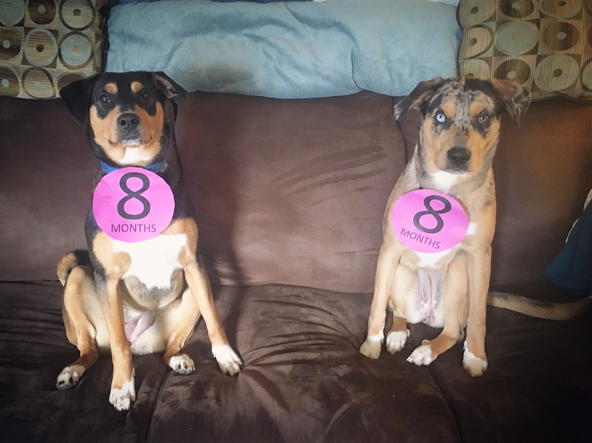woodtribe79's tweet photo. We have no idea what a month is...we totally did this for the peanut butter. 👍🏼 #goodgirls https://t.co/xdWBLqgoXS