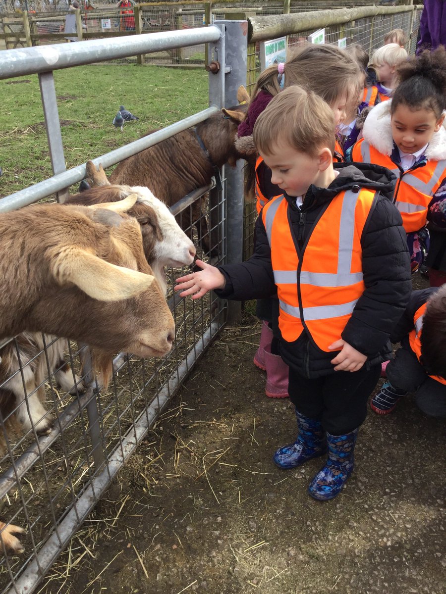 GarswoodNursery's tweet photo. Nursery have had a fantastic day out @acornfarm1 #goats #cheekygoat #greedygoat #feedingtime @GarswoodPrimary https://t.co/YRoF3Cd9wH