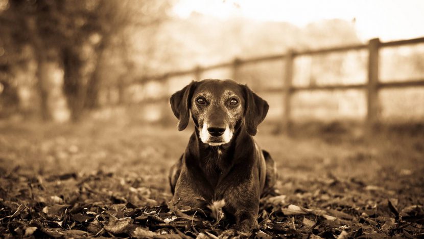 BaileyGreatPyr's tweet photo. https://t.co/0qx8KJryZN
AGING DOG HEALTH PROBLEMS - HOW TO MANAGE
https://t.co/UrGm4gnDfn
#dogs #dog #breed #puppy #puppies #Puppieson7 #lovelypuppies #paw #paws #cute #CutestPet #cuteanimals #AnimalsRights #AnimalKingdom #cutestdogintheworld #animali #sweet #ilovemydog #love https://t.co/LBEylLXBLX