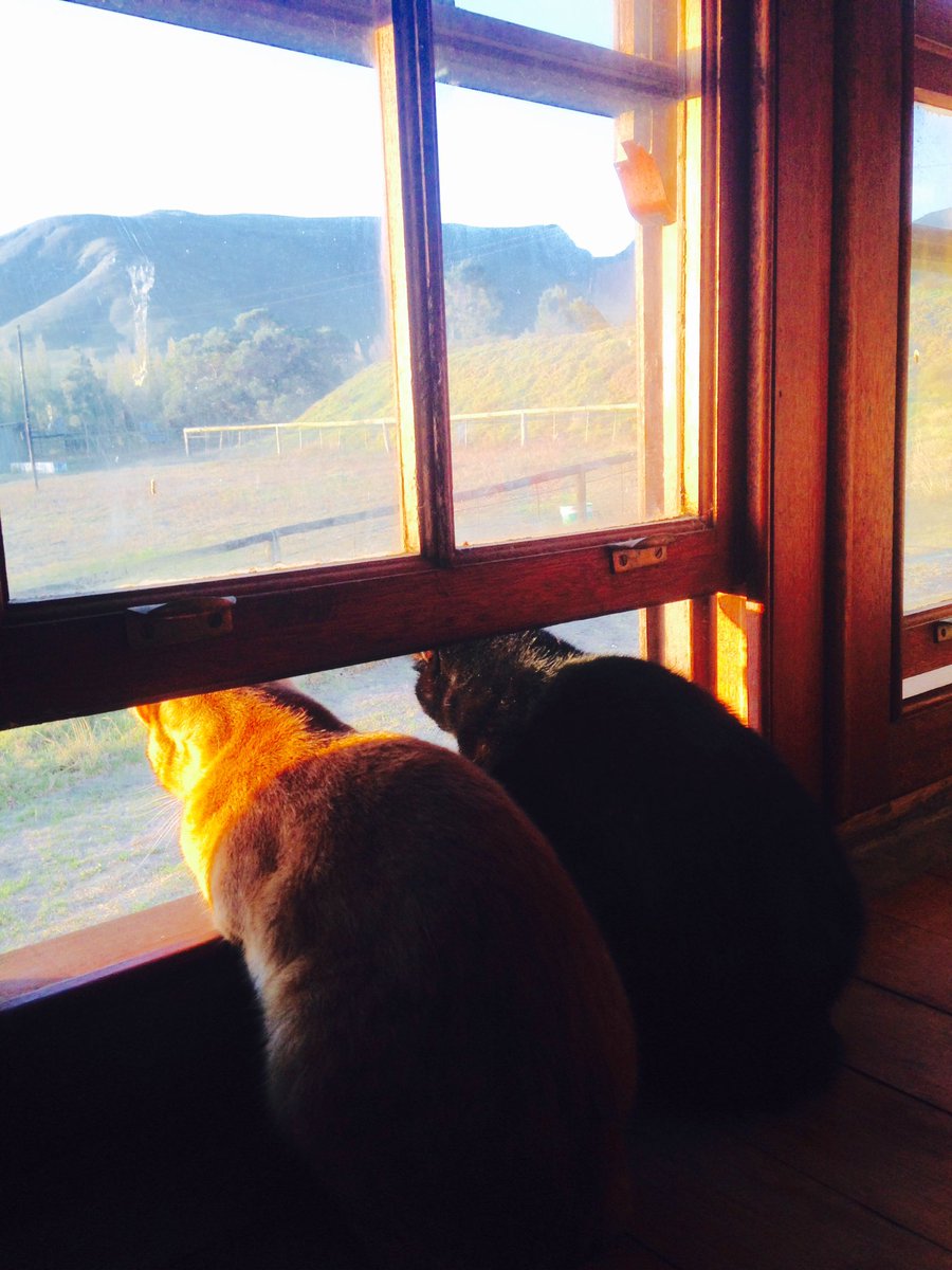 The boys checking out the cute birds at sunset #CatsOfTwitter #countrylife