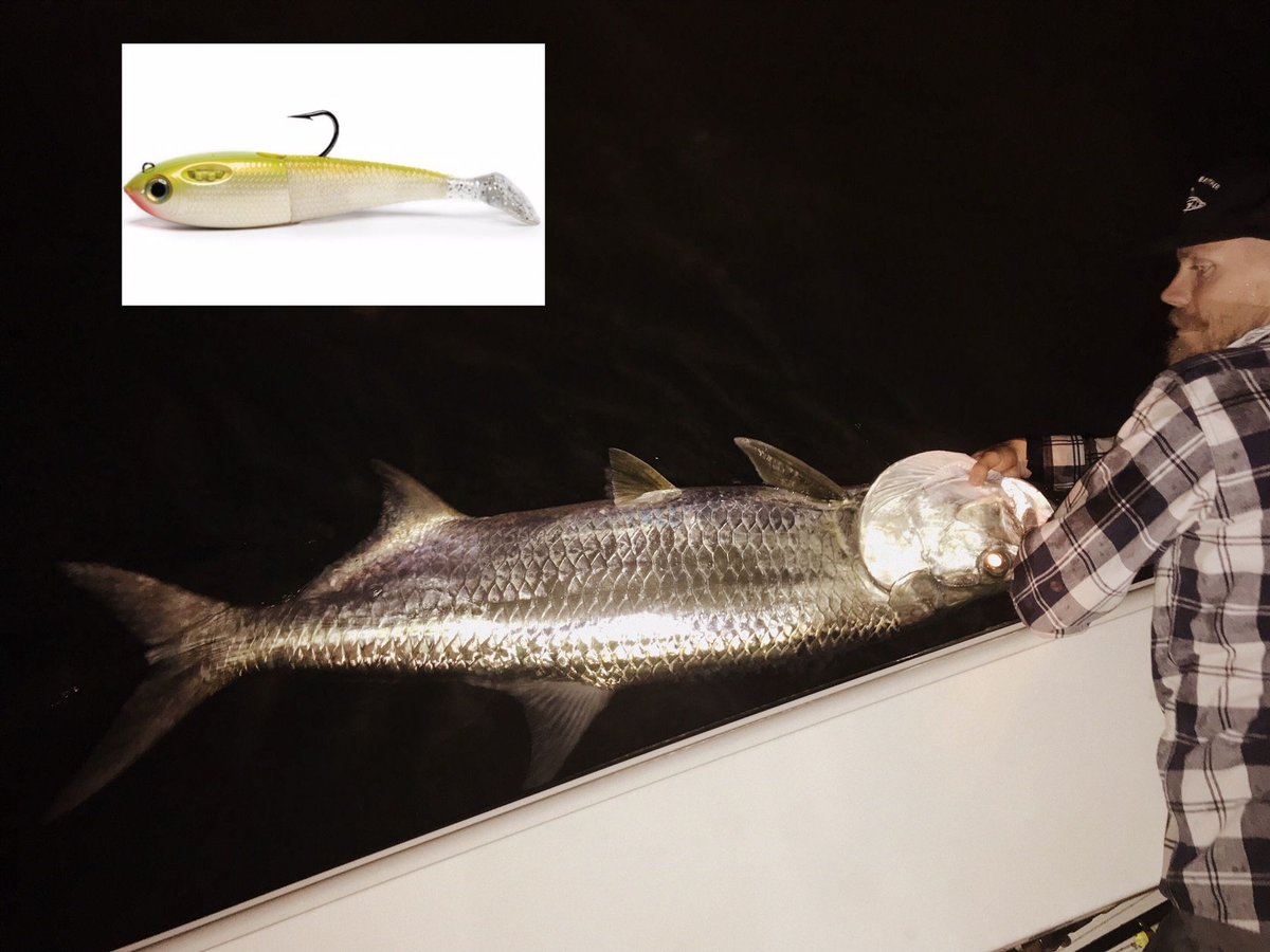 SpoolTekLures's tweet photo. Miami tarpon love the 6" Fatty in Electric Ladyfish!  #tarpon #swimbait #spooltek #spoolteklures #MiamiSpringBreak https://t.co/yWgnzDnAnD