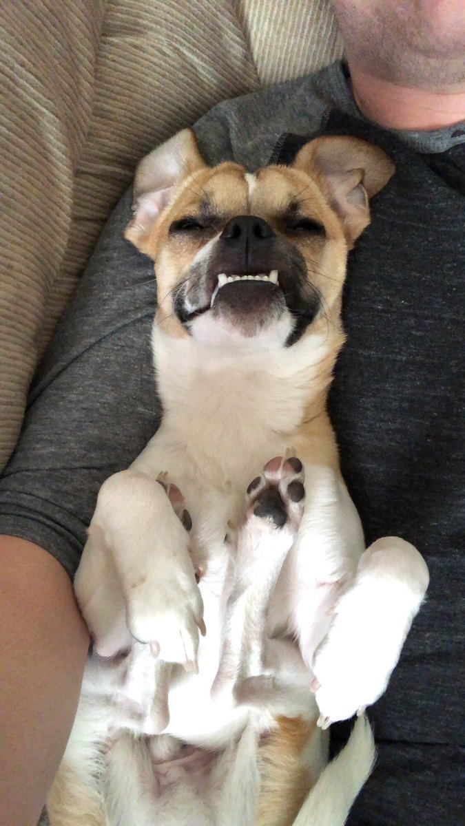 harris_dalton's tweet photo. How did I deserve this dog....🔥😍 https://t.co/WGW1L4oAaq