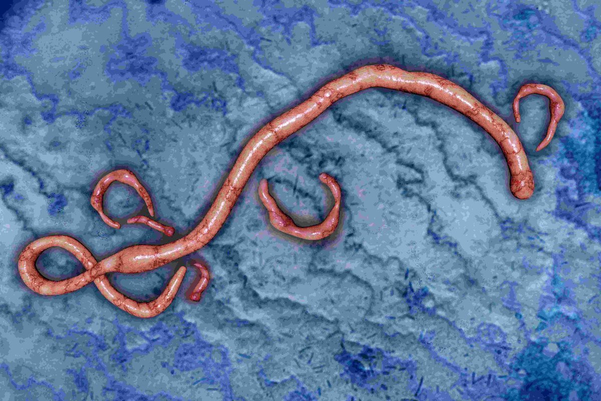 BiologyAnswers's tweet photo. 15. Why is it difficult to produce efficient vaccines against viral infections like dengue and AIDS? #health https://t.co/iW8YfvO8aY https://t.co/9GrNoYAkwM