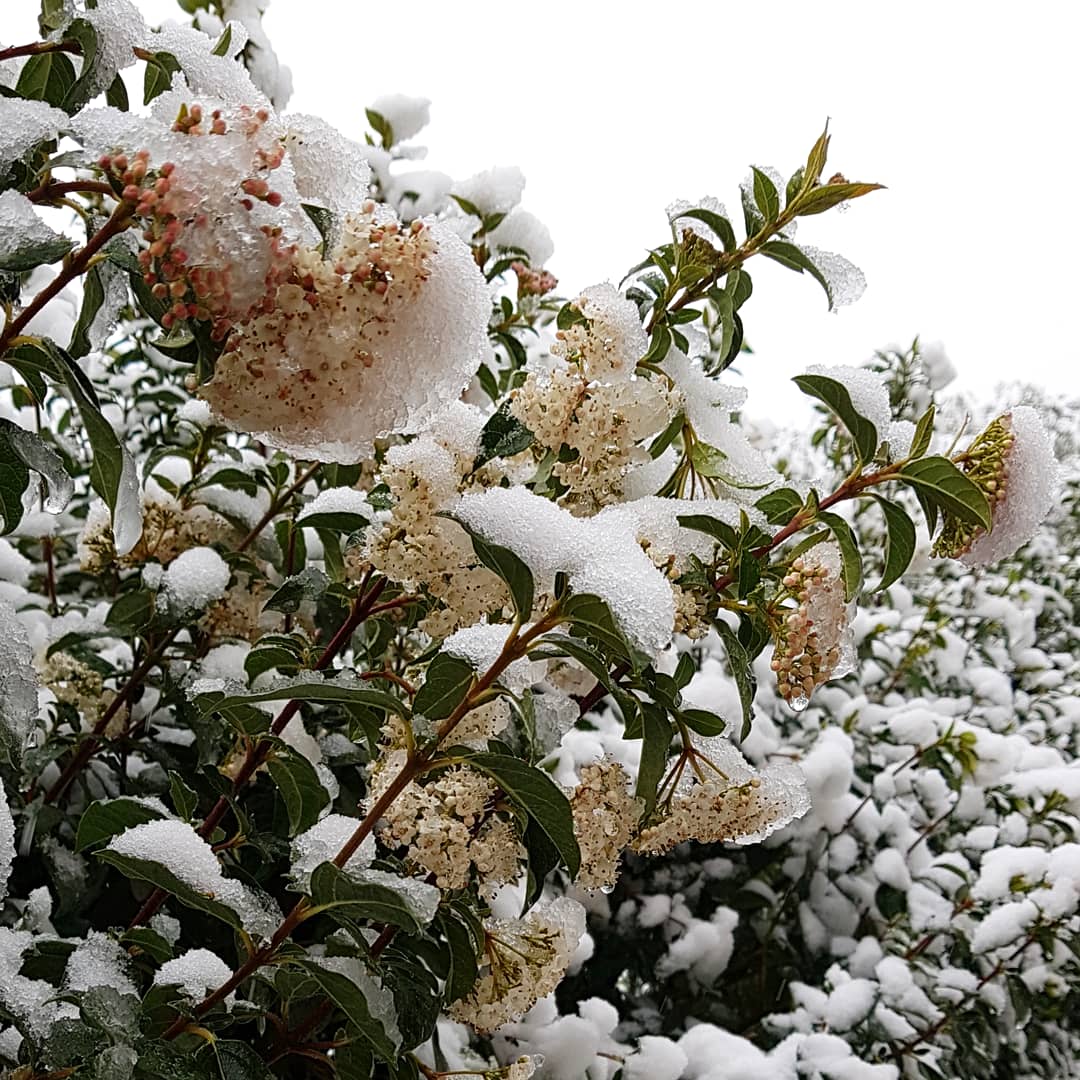 E i fiori della siepe si coprirono di neve❄ 
#primavera 🌸
#natura #snow  #mygarden 🌱