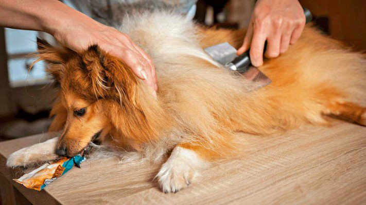 BaileyGreatPyr's tweet photo. https://t.co/0qx8KJryZN
HOW TO MINIMIZE DOG SHEDDING - HEALTHY DOG, CLEAN HOUSE
https://t.co/Eb7RlzU4CY
#dogs #dog #breed #puppy #puppies #Puppieson7 #lovelypuppies #paws #CutestPet #cuteanimals #AnimalKingdom #cutestdogintheworld #animali #sweet #ilovemydog #AdoptDontBuy https://t.co/TtQaYTbzdc