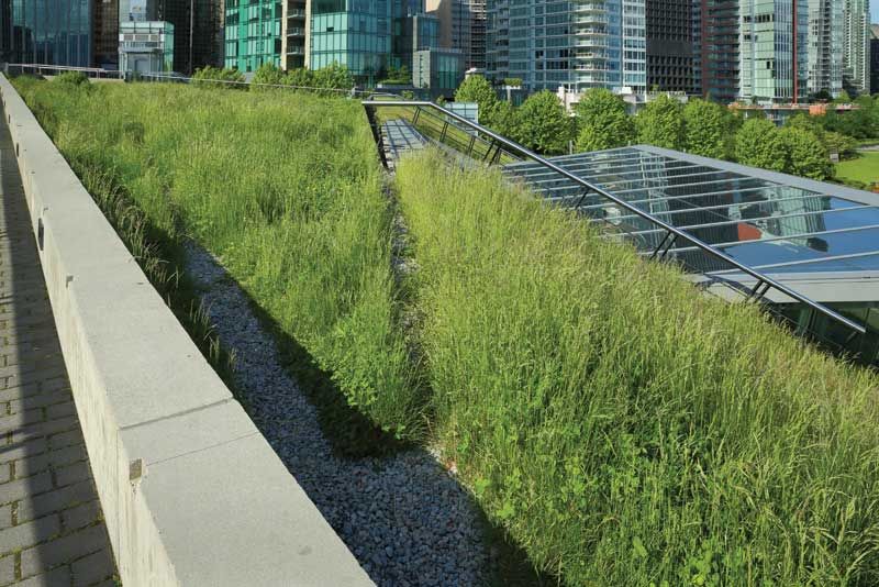ConstructCanMag's tweet photo. #ThrowbackThursday: Growing green roof research in #Toronto. https://t.co/CNBjlZVXeo #Division07 #Vegetatedroofs #GreenRoofing #GreenTechnology #GritLab #Ontario #Research @UofTDaniels https://t.co/B0li1n9EKQ