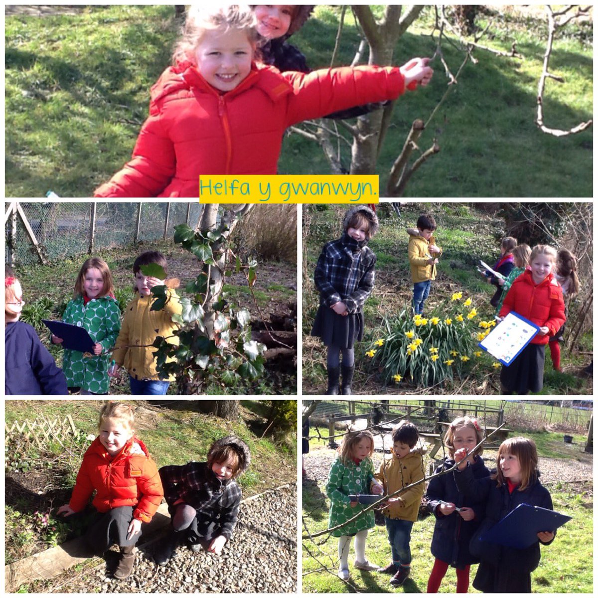 YsgolGymraegD's tweet photo. Chwilio am arwyddion y gwanwyn yn yr ardd! #cenninpedr #liliwenfach #penbyliaid #adar #nyth #wiwer https://t.co/NtO0NvSm60