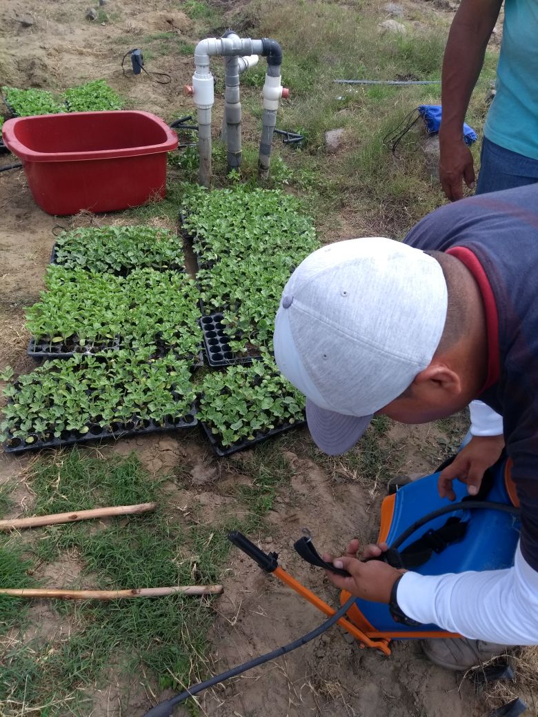 Application of certified organic Soil Activator in young watermelon seedlings in Peru. Our innovative product reduces transplant shock and helps plants produce more! #SoilActivator