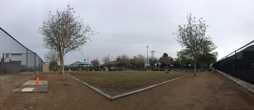ronmader's tweet photo. Aerated. Today at the dog park. Can you name the trees? #treeblindness #slowadventures #dogs https://t.co/qnbYKxuwG8