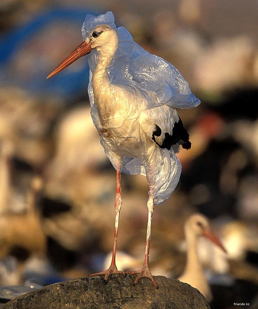 monde_biodi's tweet photo. Chaque année, 1,5 millions d'animaux meurent à cause des déchets plastiques.
4000 par jour. https://t.co/0uepO8Icuw