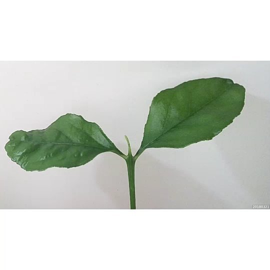 conceptiasis's tweet image. The two leaves vibrate with emotion for the arrival of their new friend. ift.tt/2GeYMOw