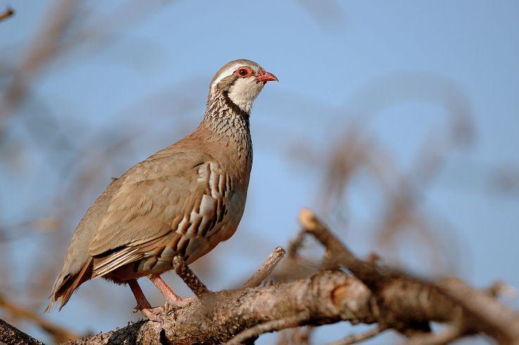 franceculture's tweet photo. Ce déclin "catastrophique", d’un tiers des oiseaux dans nos campagnes en quinze ans, est largement dû aux pratiques agricoles. Que faire pour y remédier ? https://t.co/yc750HfXPX https://t.co/8wOTiBNAQz