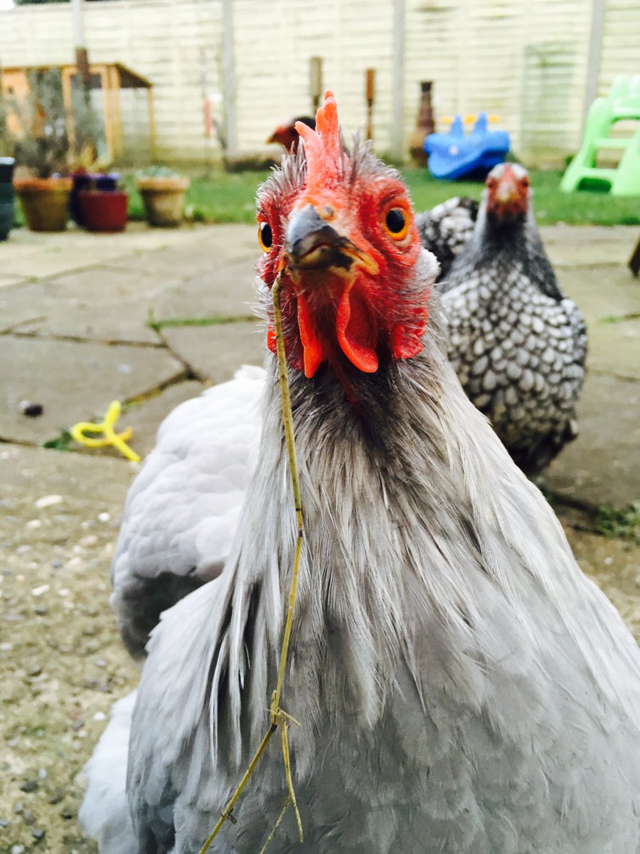 neilbaker_egg's tweet photo. Hanging with my flock https://t.co/LQo6KEEsax
