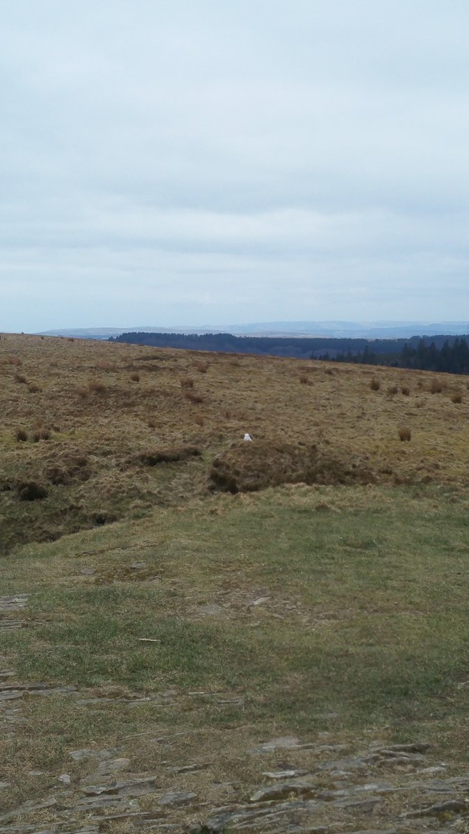 DuchessJaye's tweet photo. More of the #snowyowl #wales #uk https://t.co/UCPLZ0nlcx