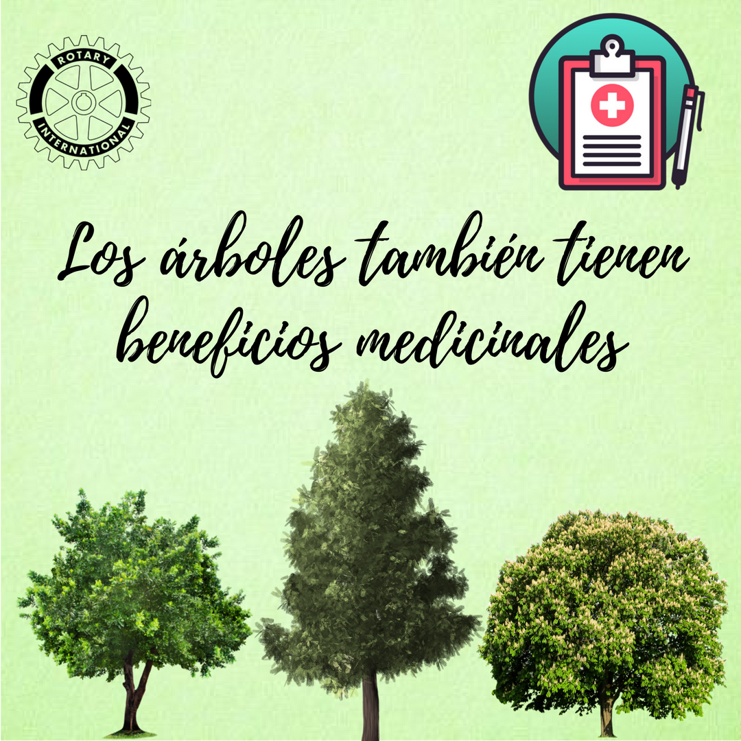 ¡El doctor árbol espera por ti!
#RotaryCreaConciencia #AprendoConRotary #UnArbolEsVida #CuidaElAmbiente #ArbolesMedicinales #MedicinaNatural #Salud #Rescata
