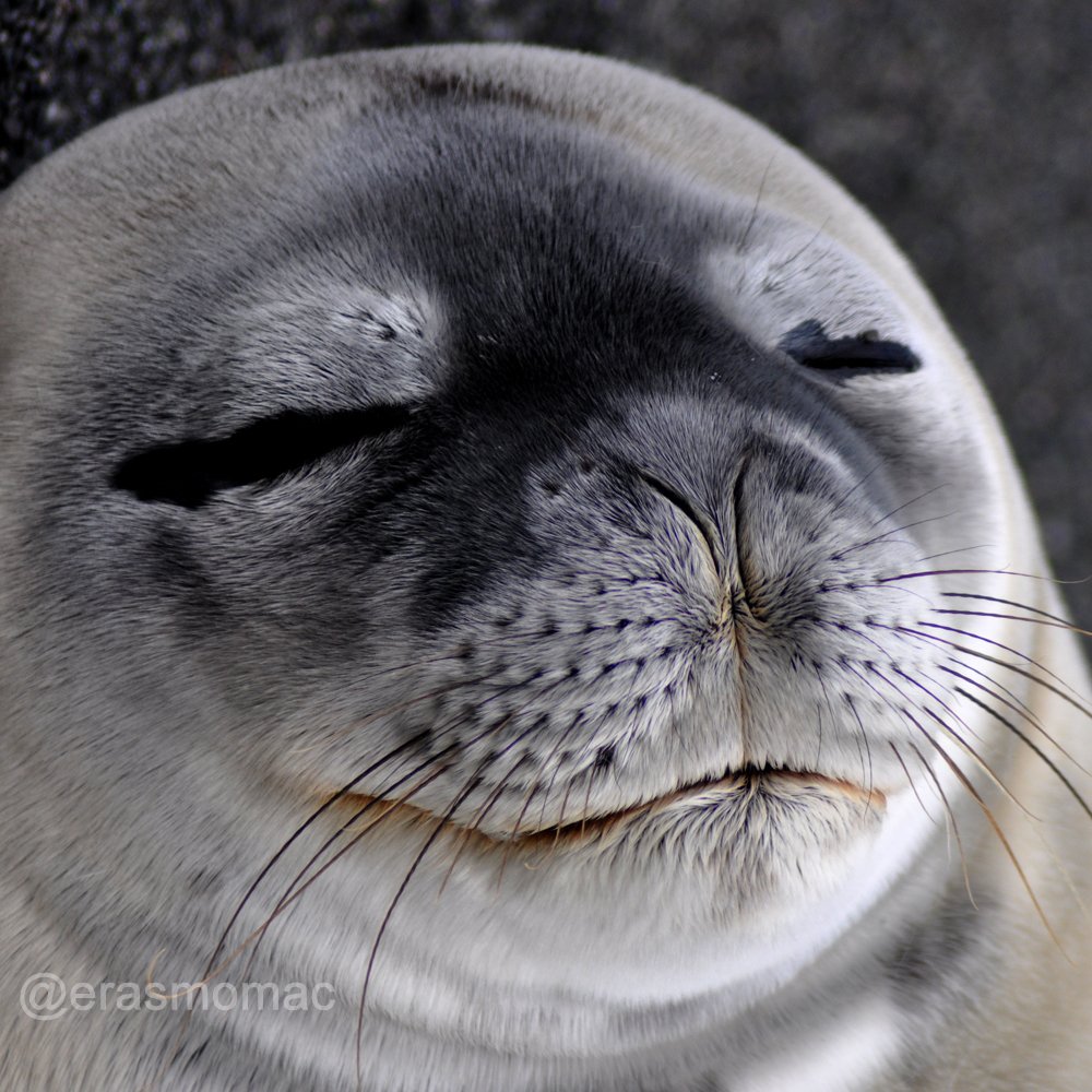 erasmomac's tweet photo. Hoy se conmemora el #internationalsealday 🙂 y para celebrar, algunas fotos de #focas de Weddell (nombre científico Leptonychotes weddelli) tomadas en la reciente #ECA54 en #Antartica https://t.co/NiZPIasf2O