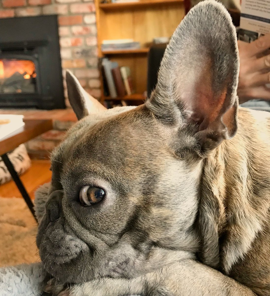 Everyoneluvsmav's tweet photo. ᗯᗩᔕ TᕼᗩT TᕼE ᖇEᖴIᗪGEᖇᗩTOᖇ ᗪOOᖇ??!! 🤪 #frenchbulldog #frenchie #lol #cute #adorable #picoftheday #omg #firstdayofspring #dogsarelove #dogs #puppylove #photography #frenchiesofinstagram https://t.co/JXczbGUUq1