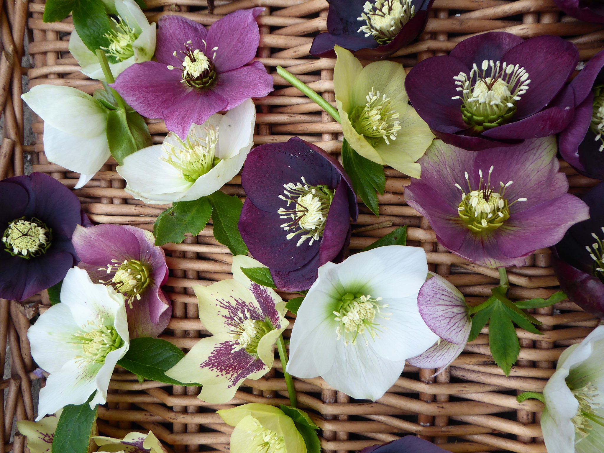 Holker Gardeners on Twitter "Hellebores cut for use in the house