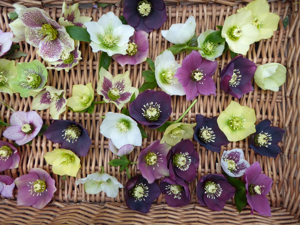 Holker Gardeners on Twitter "Hellebores cut for use in the house