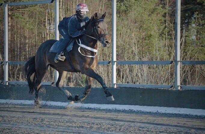 synnehoitomt's tweet photo. Da var montelisensen i boks!🐎🌟 bedre sent en aldri!🤩 #decrusto https://t.co/XzXgZwjEKP