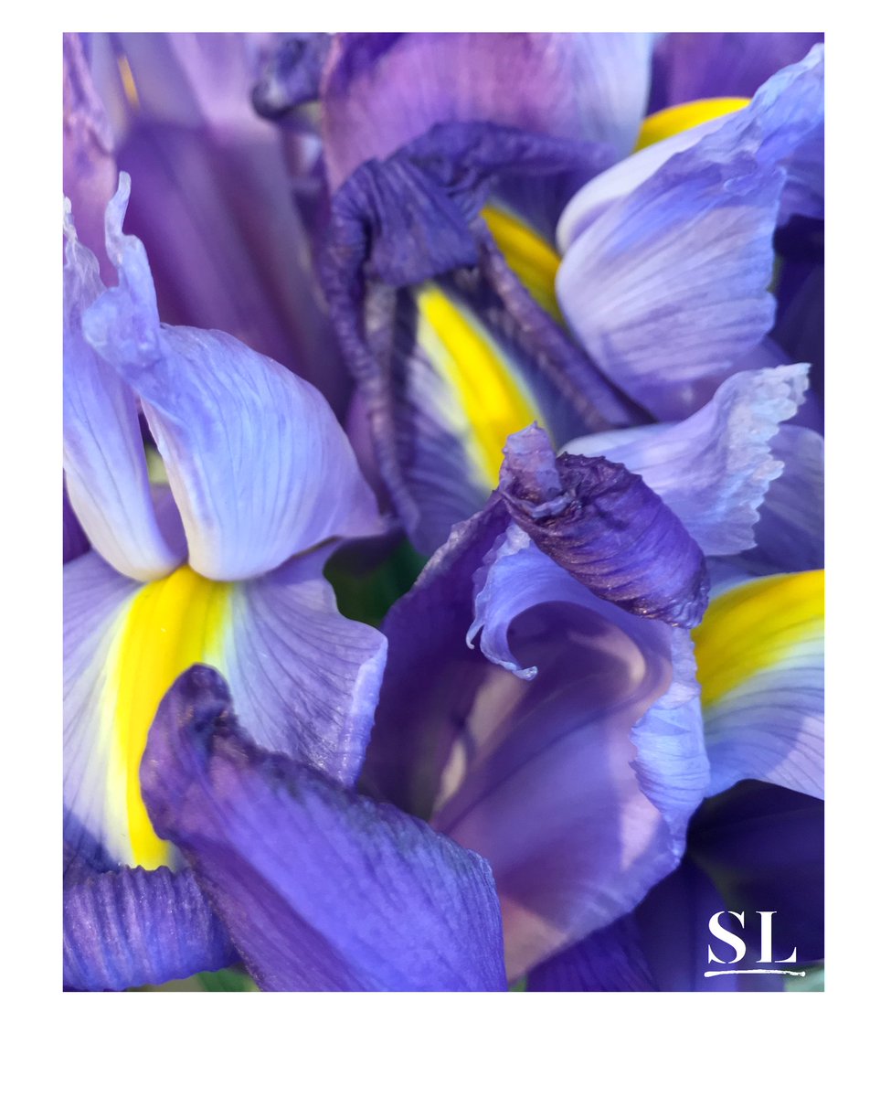 slgparrish's tweet image. “IRIS”@AlliedArtsOKC  @SFWorkshops @JRBArt @VisitOKC @TerritoryOKC @okgazette @ArtexpoNewYork @RosewoodHotels  @Marriott_Hotels @ArtSantaFe @artsandiego_  #okeeffe #slgparrish #PhotographyIsArt #photography #AustinTX #artlife #nature #flowerphotography #HappySpring #Spring