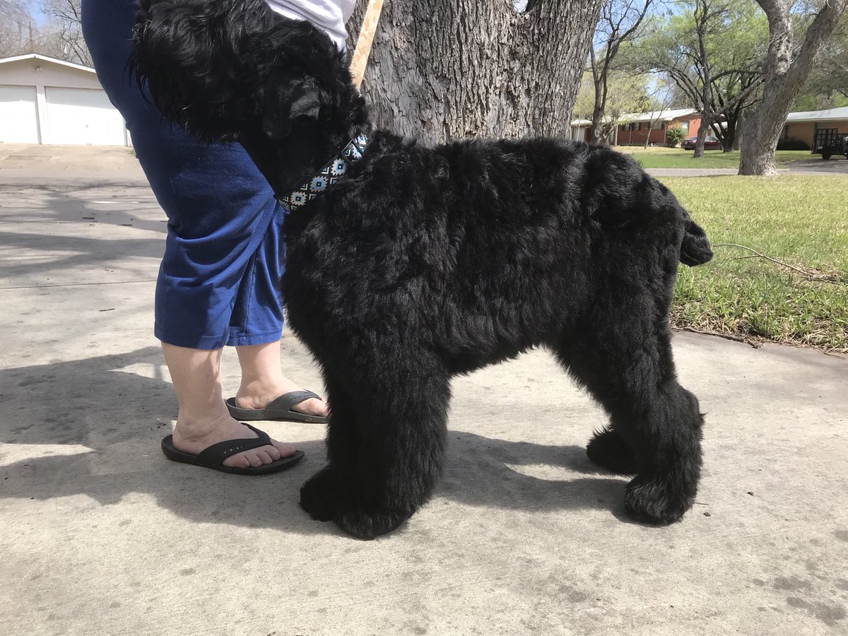 guardianangel08's tweet photo. #Anya had her first groomer’s appt today, she did wonderfully and the groomer loved her too! #blackrussianterrier #showdog #showcut https://t.co/n8s5cfMn6c