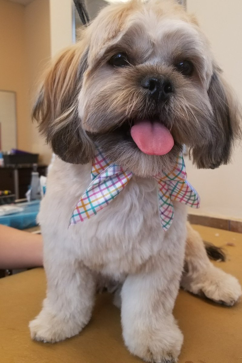 Store #2249 #longisland #northeastgrooming
 Styist: Jeanette Perez 
(extreme makeover)
Chase's first haircut😉😙😍#jcp83