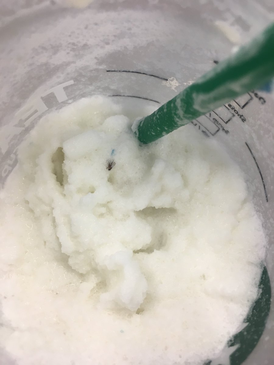 ambermayyyy's tweet photo. @StarbucksCanada Didn’t know they came with bugs though . Gross . @starbuckscanada https://t.co/ZsFTSYHHdK