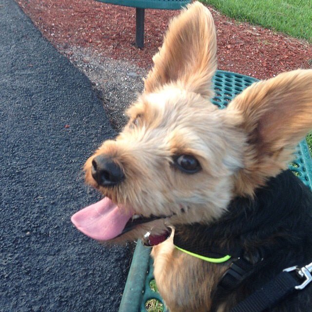 TheReal_Benson's tweet photo. #TBT to March 22, 2014 &amp; 2015. 🐾 https://t.co/EuoIYA4L71